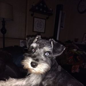 Meet your Posher, Terrie